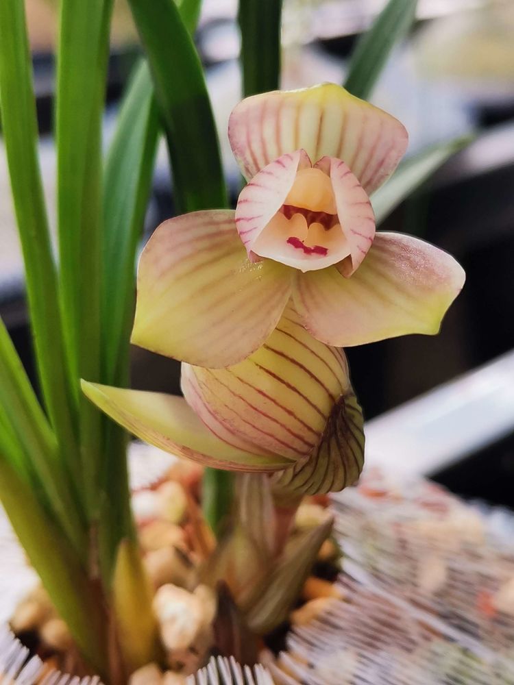 春兰荷瓣艺草名品欣赏,春兰荷瓣名品兰花价格