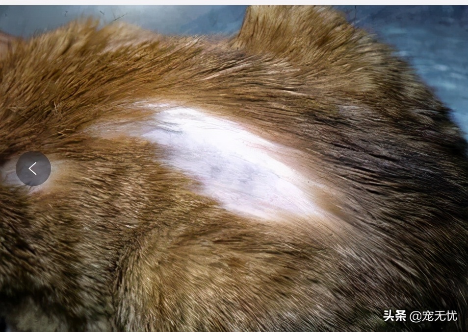 猫咪感染猫癣？不要急，这篇文章全部给你解决