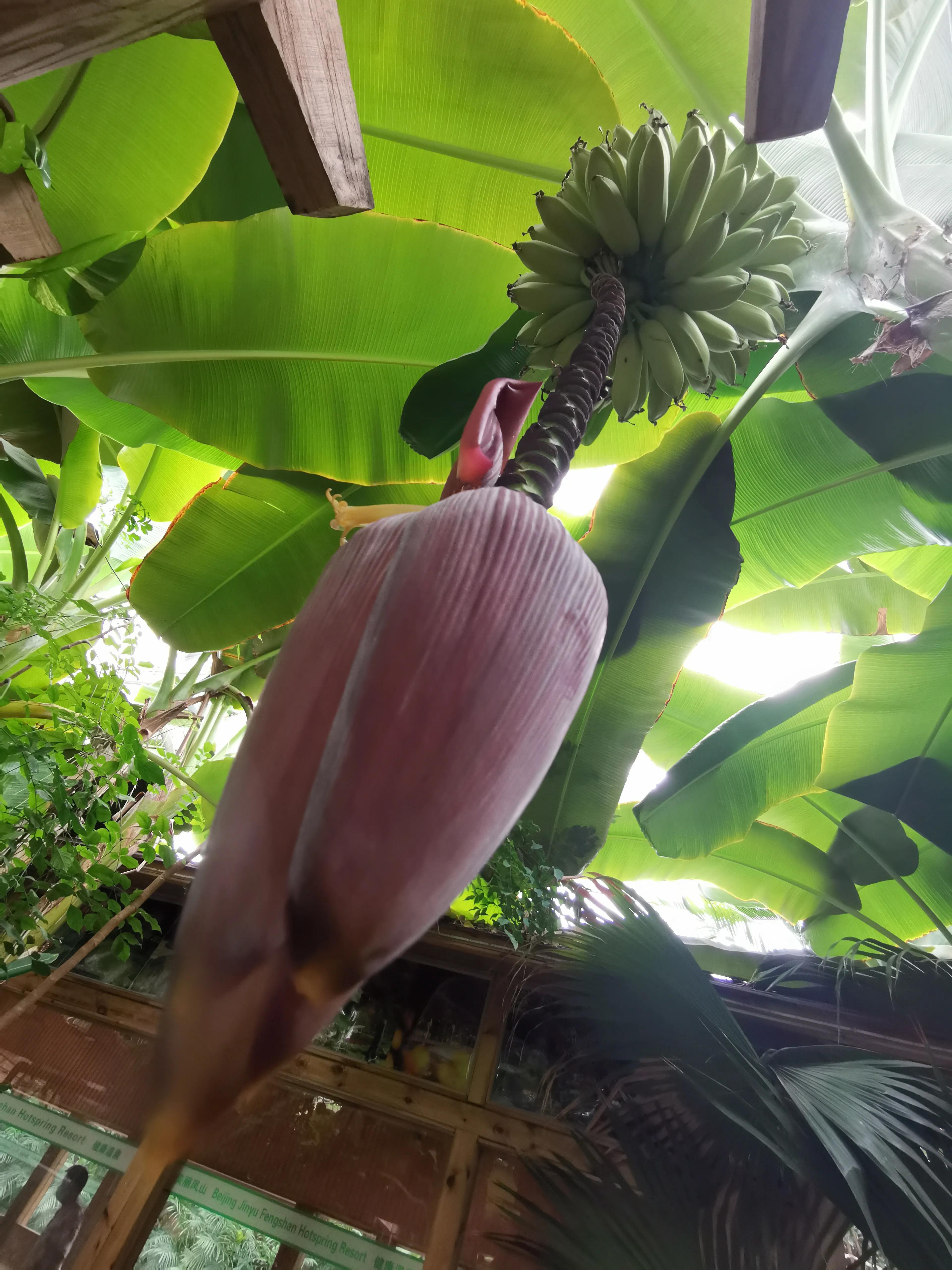 凤山温泉,北京金隅凤山温泉特色