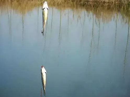 串钩野钓大板鲫简单实用的好方法,冬天钓大板鲫用手竿好还是串钩好