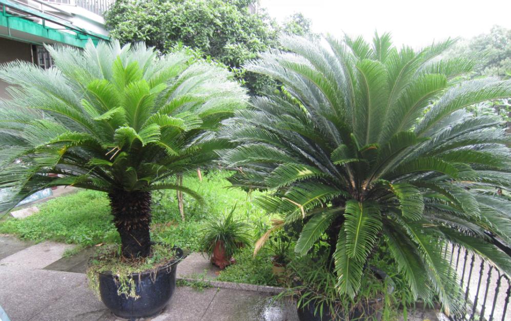 铁树真的需要千年才能开花吗,铁树开花后千年难遇吗