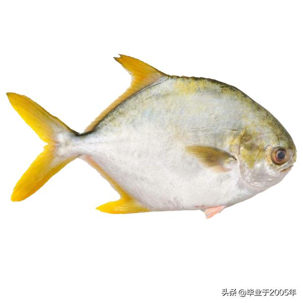 辽宁常见的鱼有哪些,辽宁沿海常见鱼