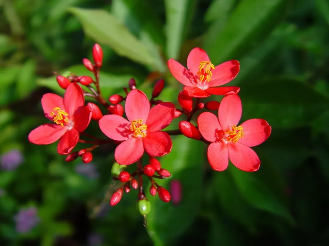 100种常见观叶植物图鉴史上最全,农村常见的100种植物