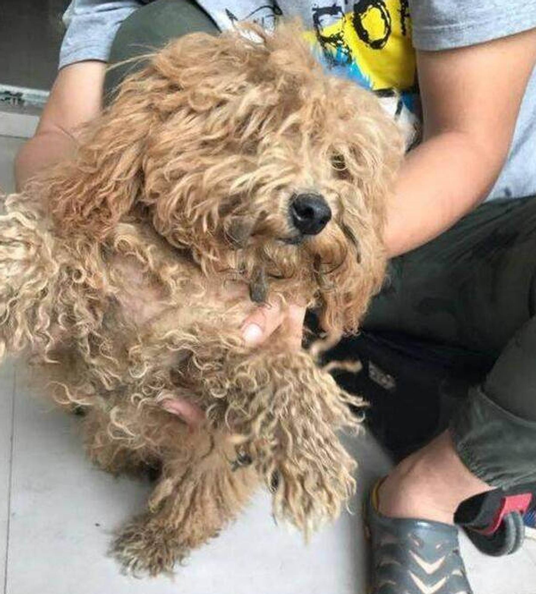 很可爱的狗被主人抛弃,可爱的泰迪被打残废