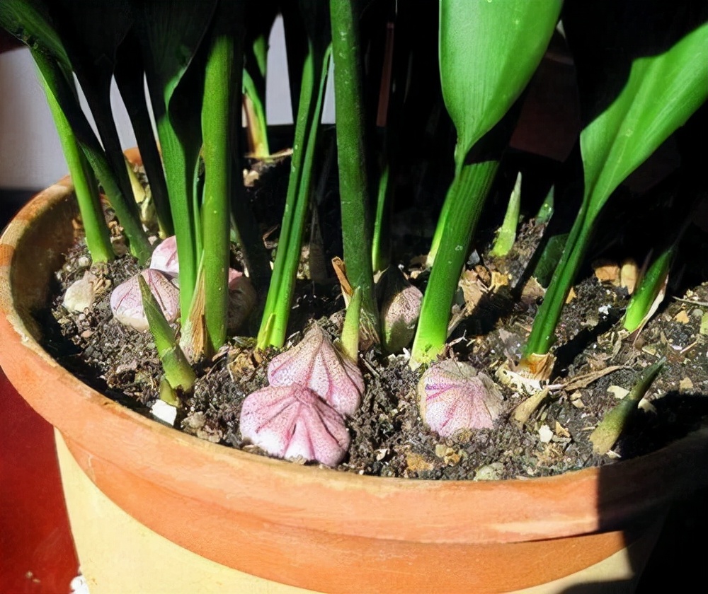 常见花卉养殖总汇,各种花卉植物养殖方法??