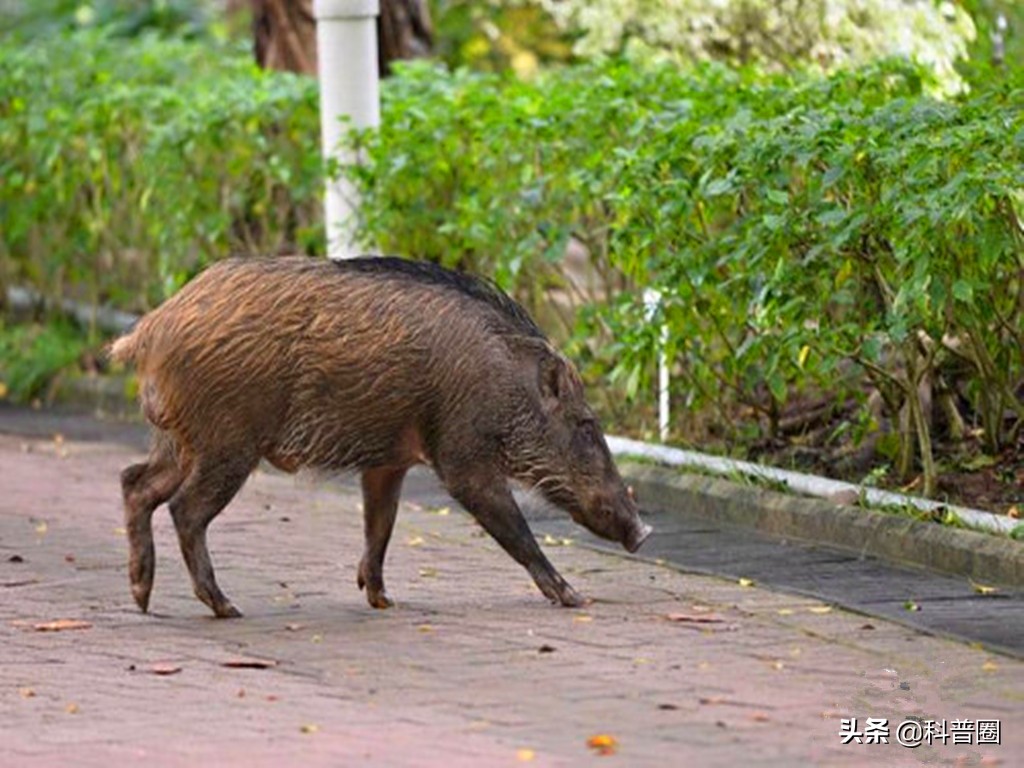 为啥野猪泛滥成灾还要保护,中国野猪数量高达百万