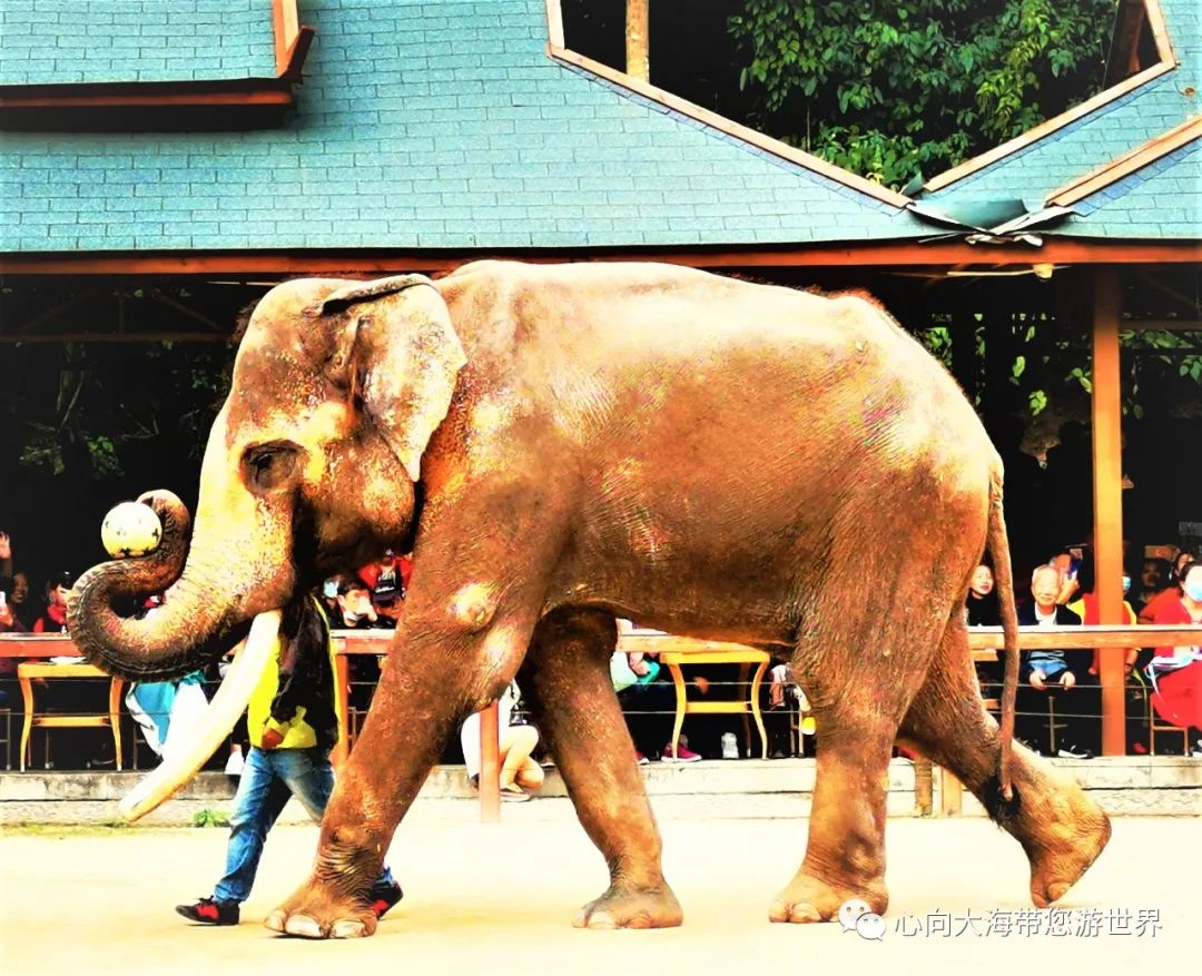 彩云之南版纳行,版纳之旅看大象