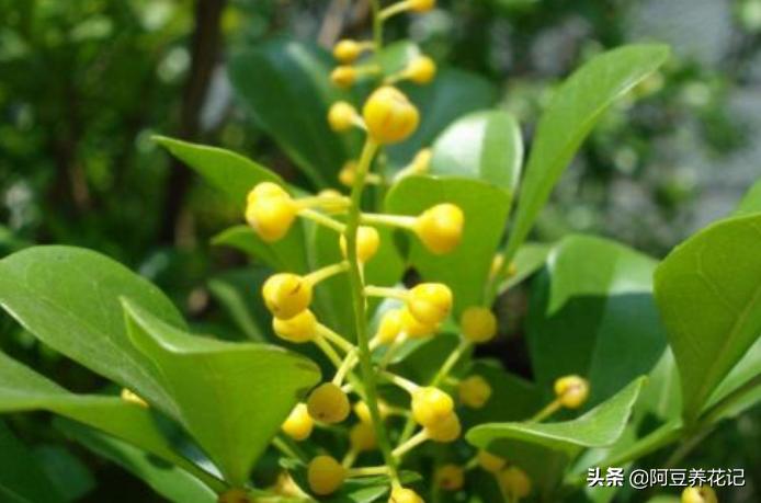 米兰花不变色吗怎么养好,米兰花冬季养护注意事项