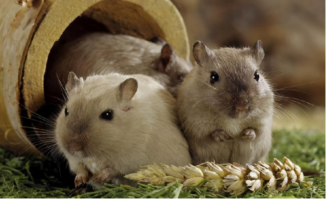 可爱的小仓鼠该怎么养呢,小仓鼠怎么养会又活泼又可爱呢