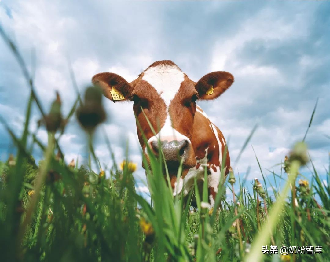 麦蔻乐享奶粉口碑怎么样1段,麦蔻乐享奶粉要退出市场了吗