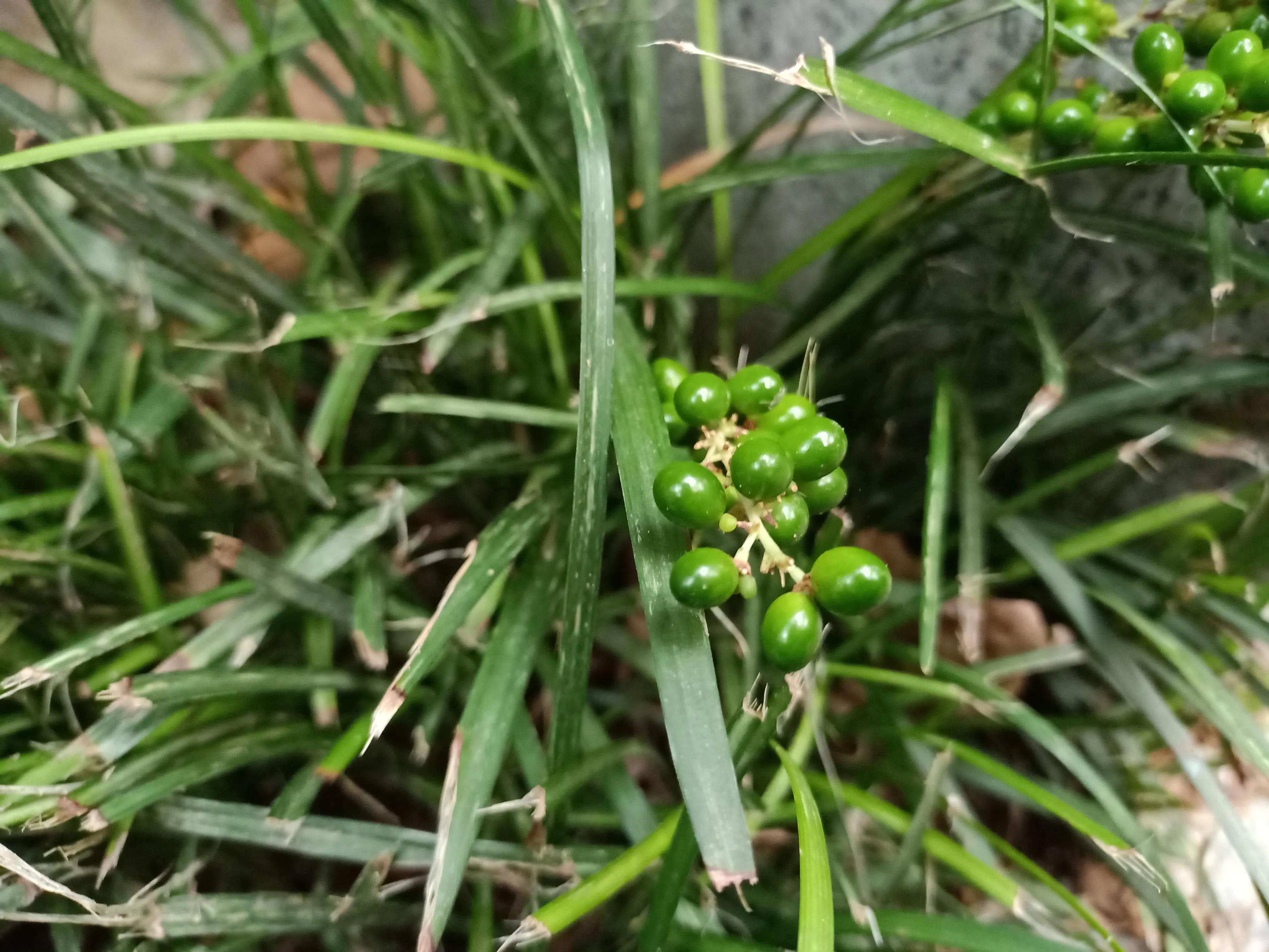 关于小草的古诗有哪些,关于小草的古诗都有哪些