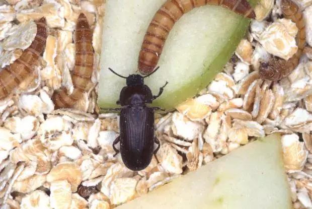 处理厨余垃圾的虫子,可以清理厨余垃圾的虫子