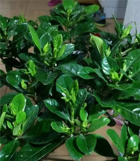 栀子花怎么养不黄叶叶子绿油油,栀子花黄叶的原因及处理方法图片