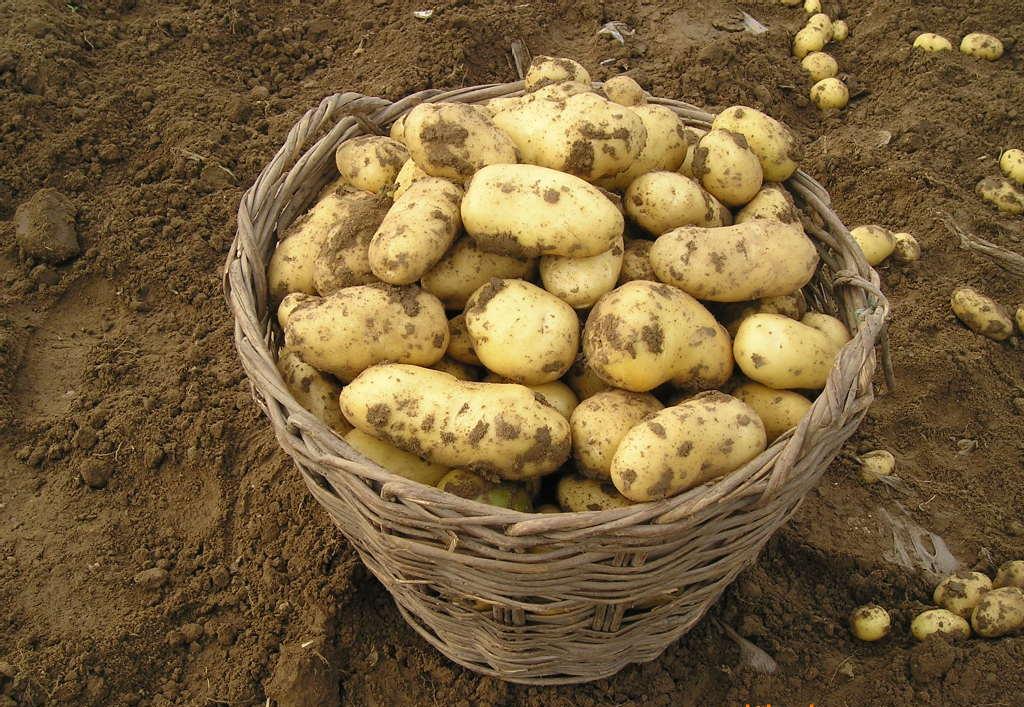 马铃薯全国病害趋势,中国马铃薯三大生产地