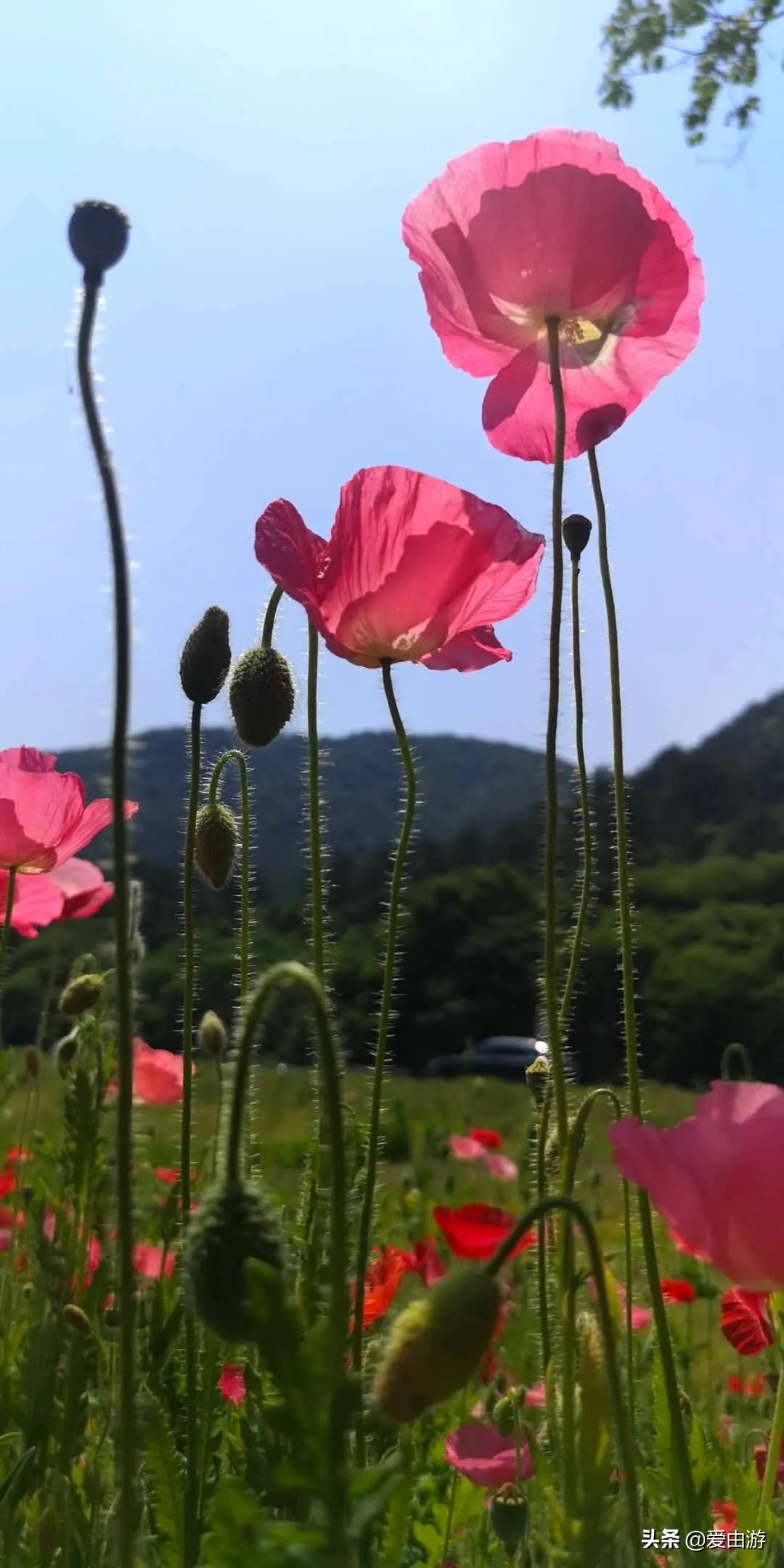 疫情后旅行新玩法,“州”游之衢州四天三夜