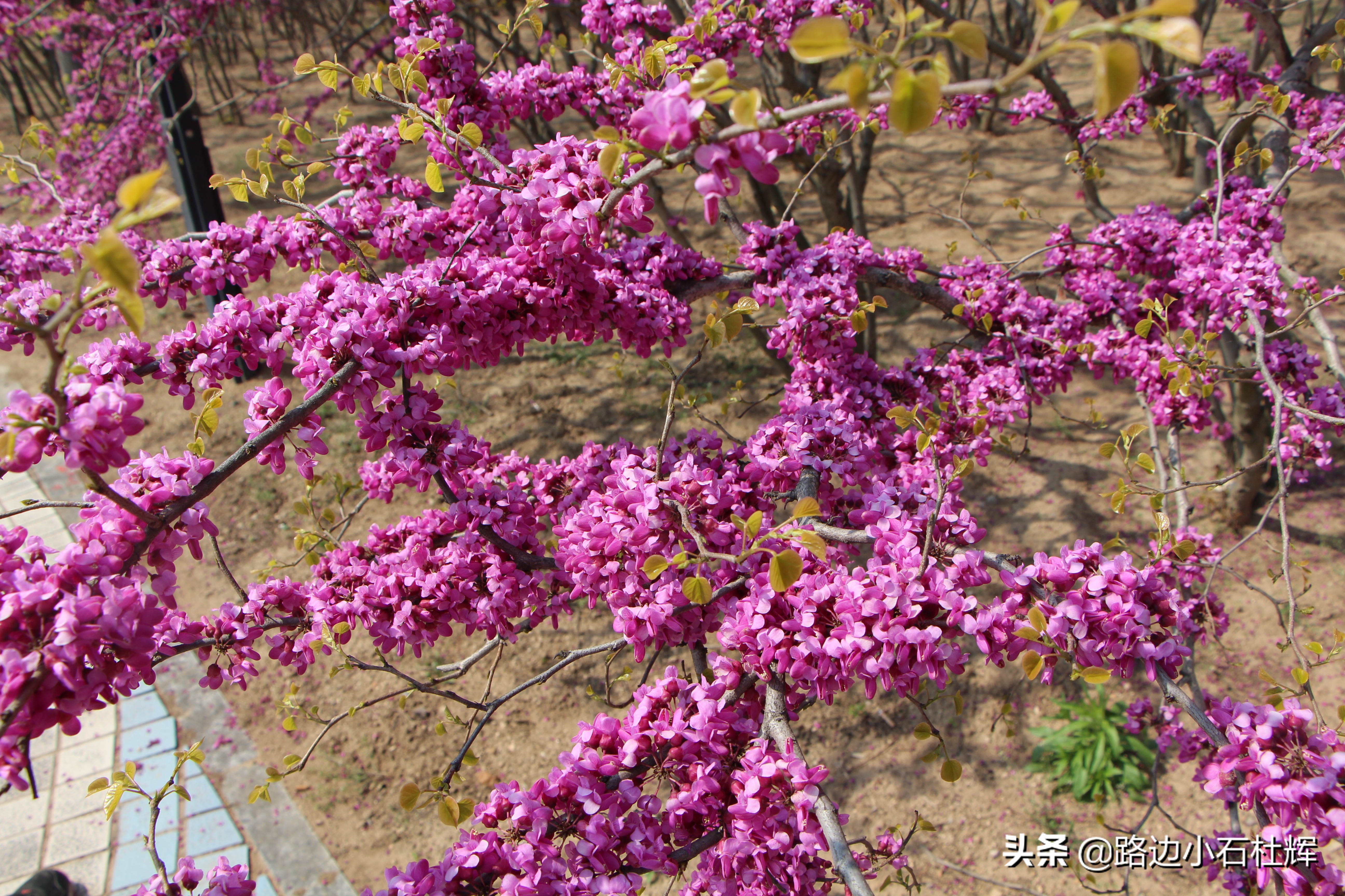 青岛黄岛记忆,青岛金沙滩景色图