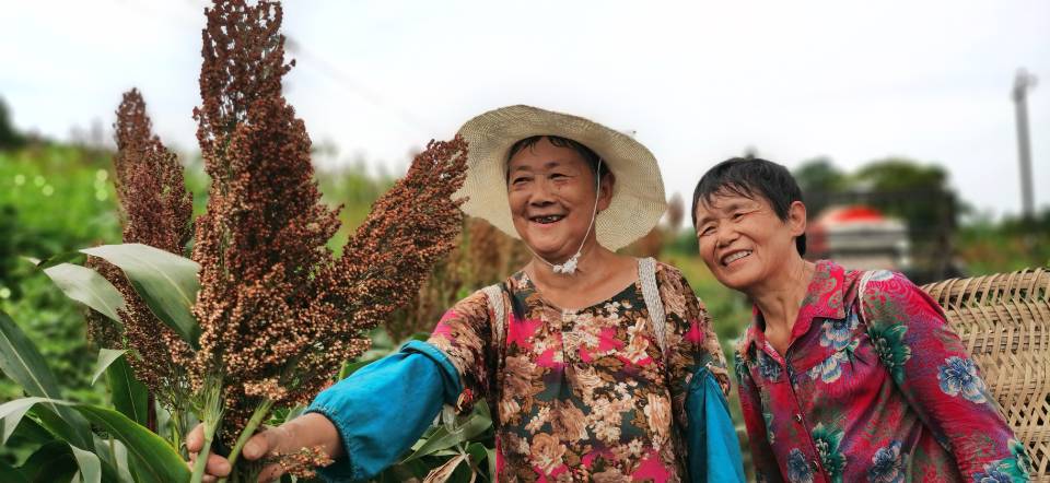 红了！红了！这些天的南充市嘉陵区龙蟠镇真的是“红遍天”了