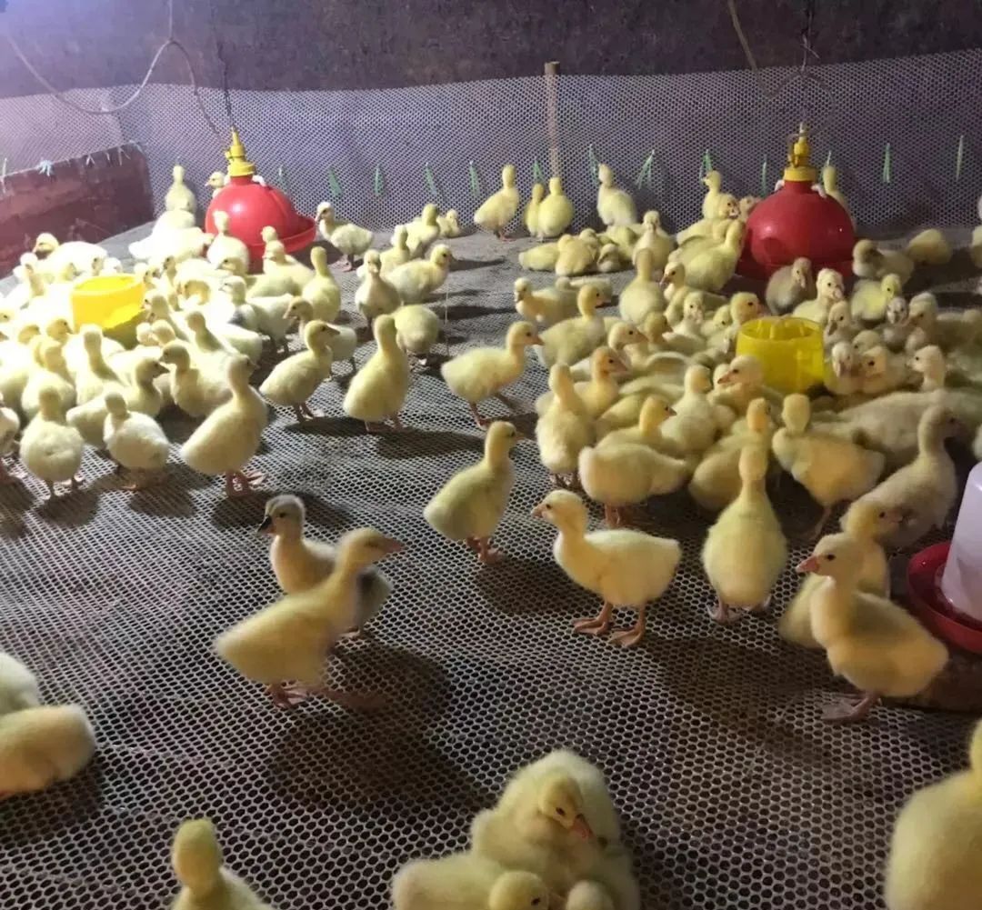 养鹅需要注意哪些细节,养鹅注意事项及建议