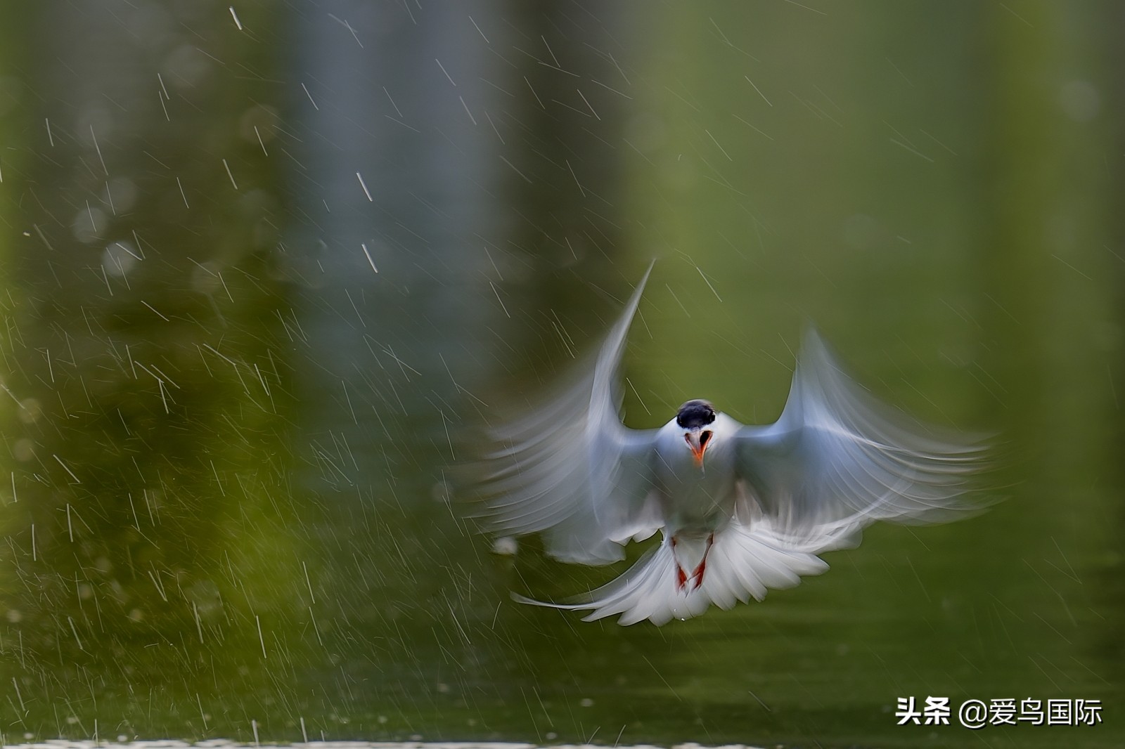 躁动的繁殖季节2021观鸟大年五月精华作品集