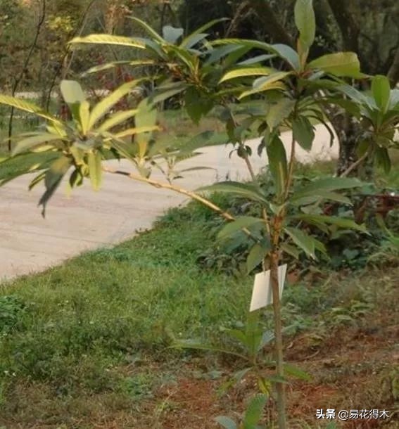 云南稀有蓝果树,云南蓝果树濒临灭绝的原因有哪些