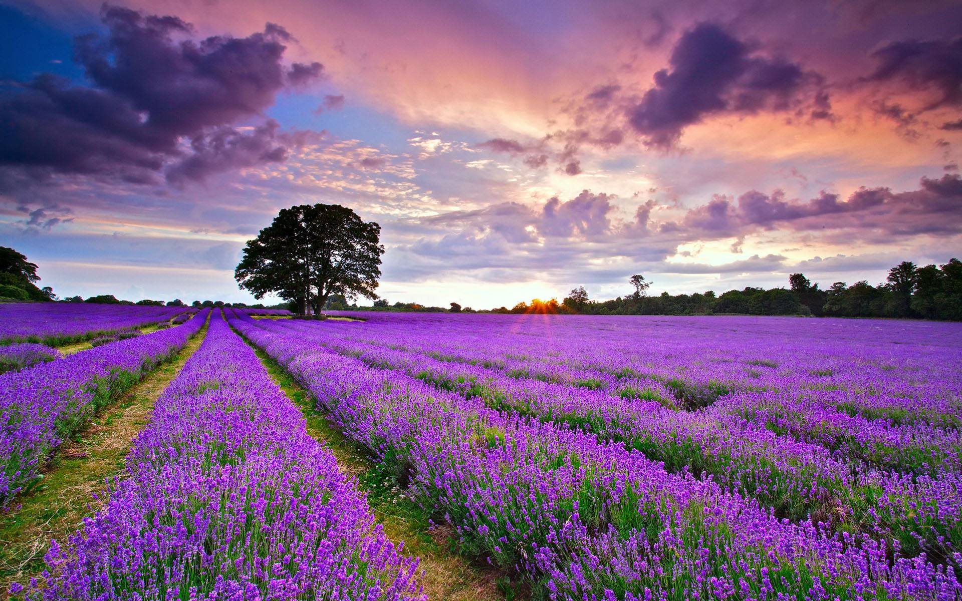 在蔚蓝海岸，400磅的薰衣草才能制作出一瓶香水