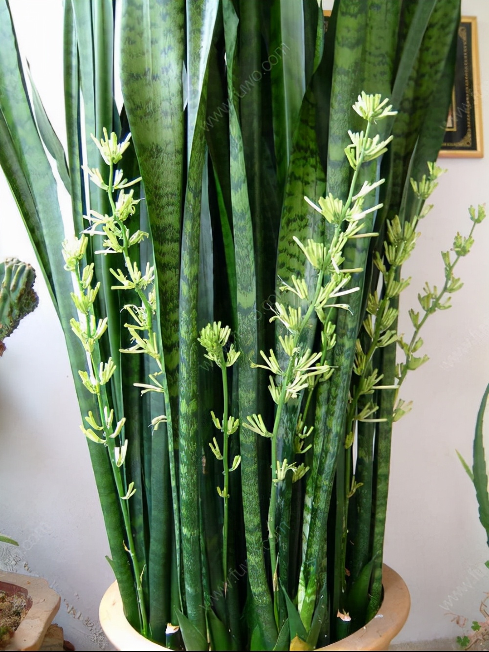 虎皮兰怕冻吗冬天怎么过冬,虎皮兰冬天为啥会死