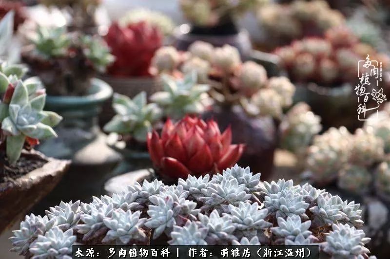 多肉最美的季节已来到,多肉最美的季节来临