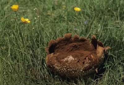 马勃，见过吗？内用于肺热咳嗽、咽喉肿痛，外用于止血，诸疮