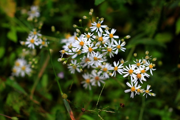 如火如荼中的荼是什么意思,成语如火如荼出自哪部经典