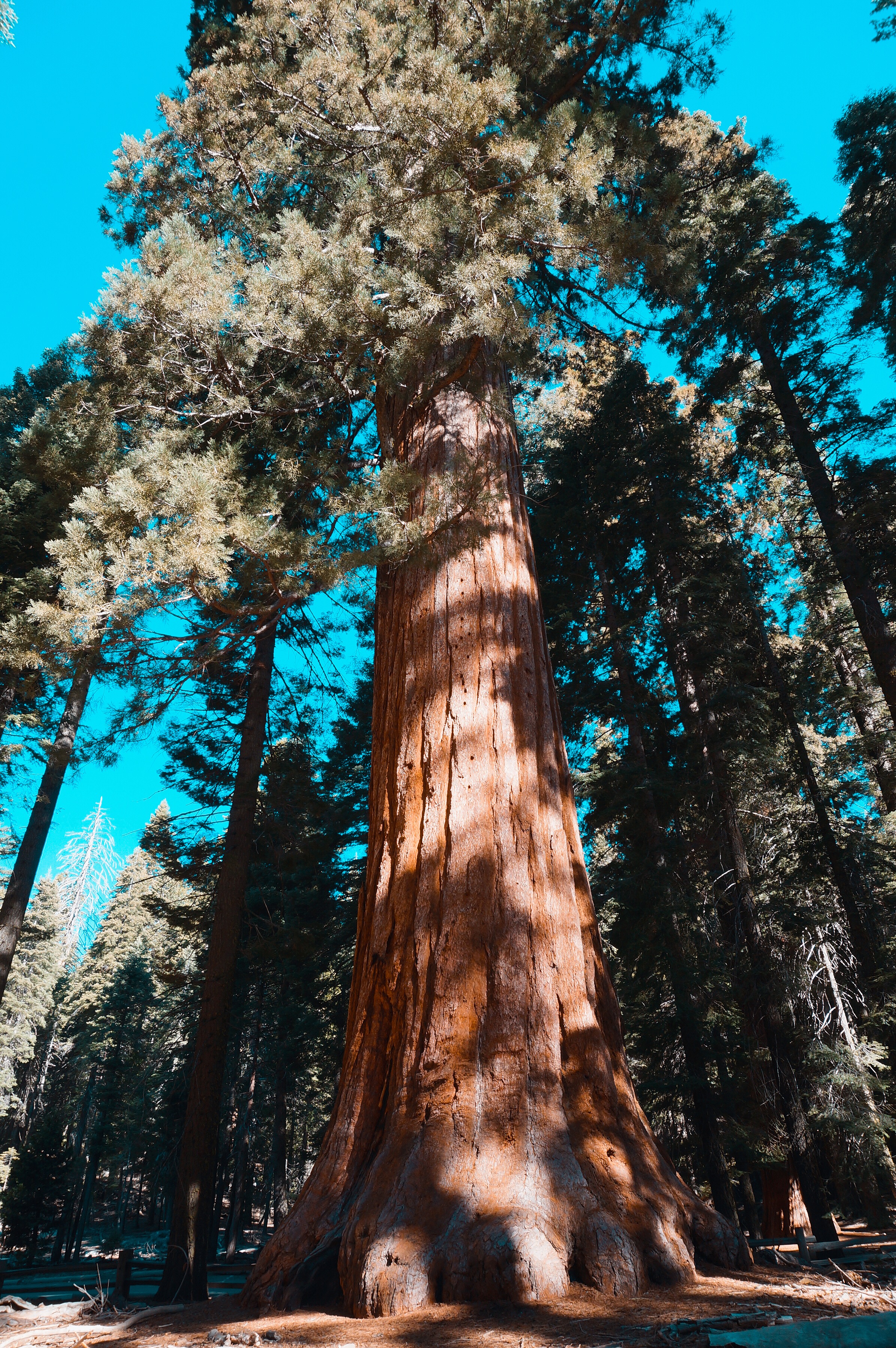 优胜美地的酋长岩,优山美地公园酋长岩