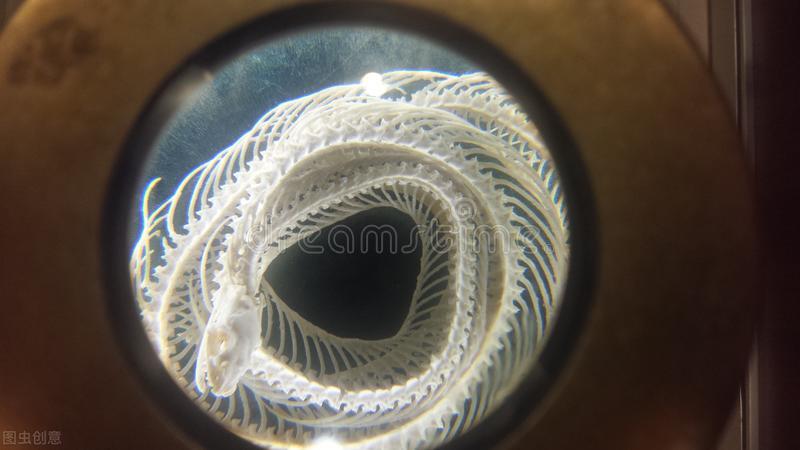 蛇性本淫是事实吗,蛇性本淫什么意思