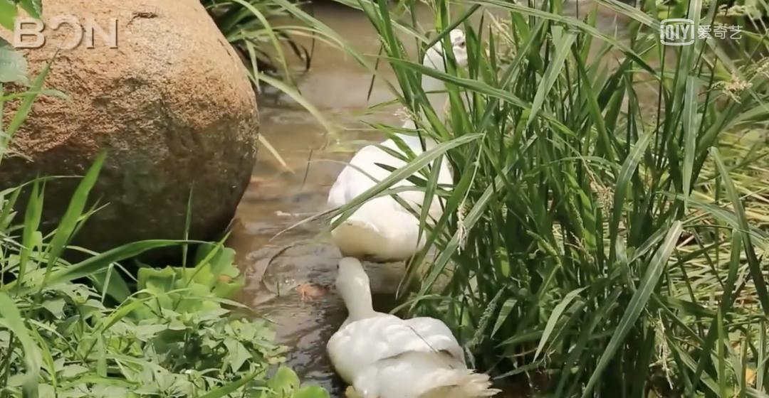 泉州海蛎面线糊的做法,泉州海蛎面线糊做法