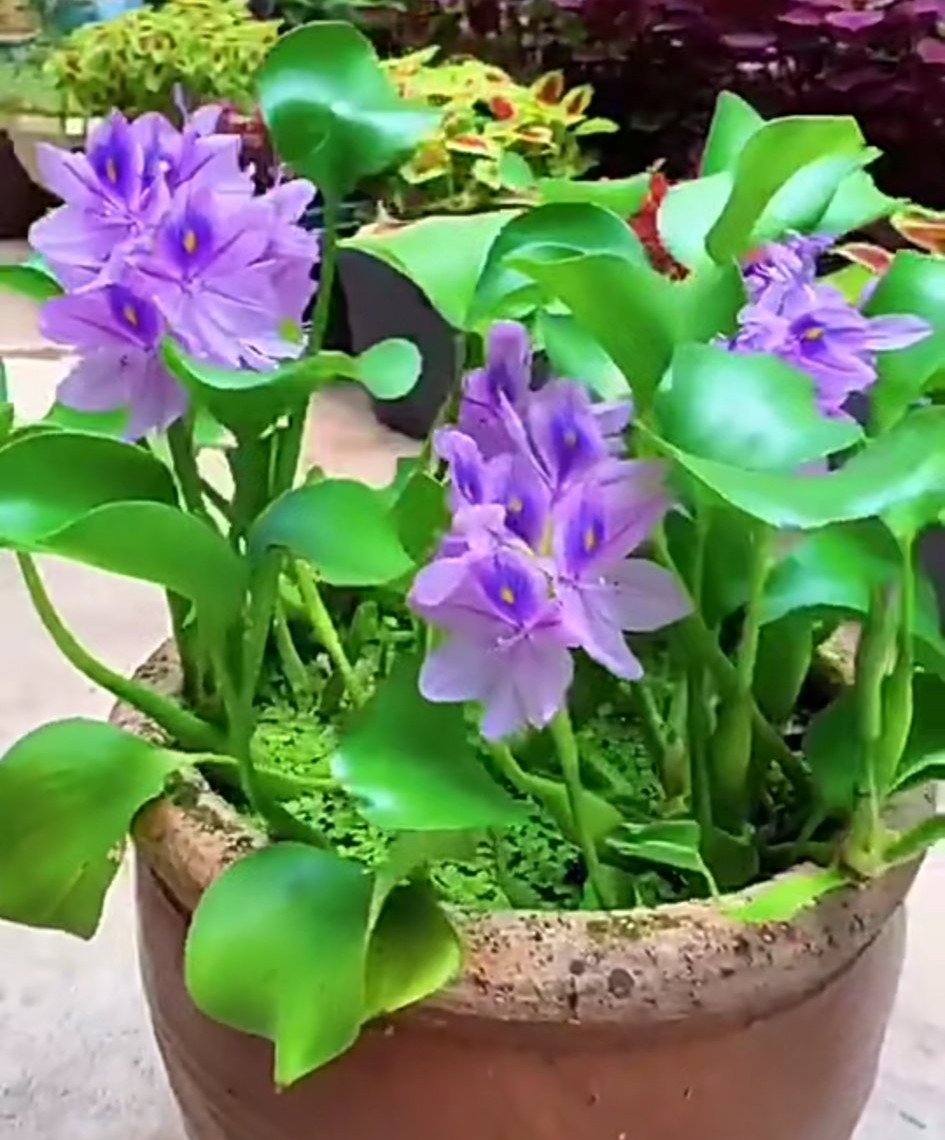 一年四季不死的十种花水养,最好养的3种花丢土里就能活