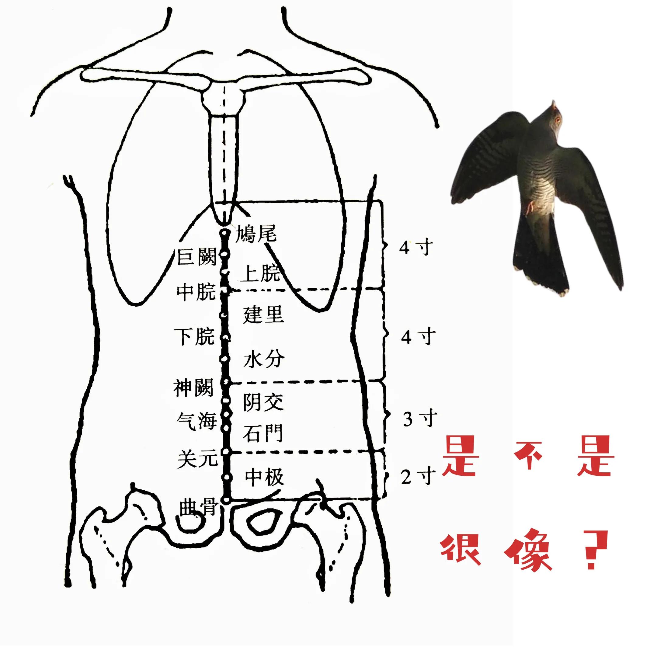 针灸第四十六集,针灸46集视频