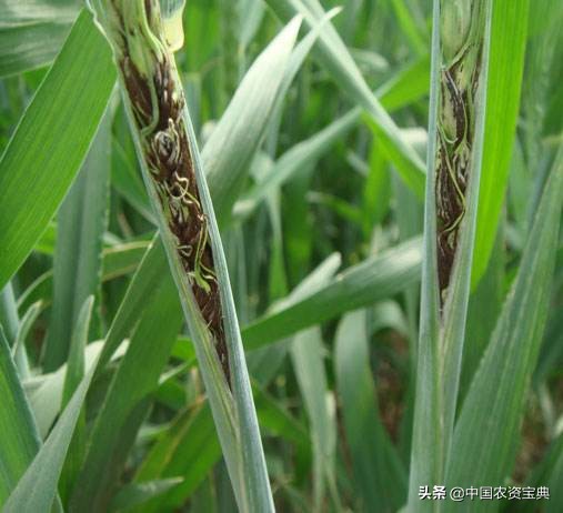 小麦黑穗病病原,小麦矮腥黑穗病发病规律