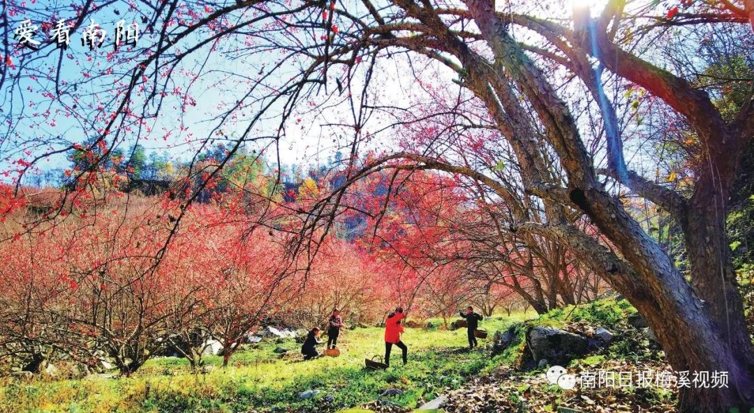 爱看南阳㉘初冬·暖阳依旧