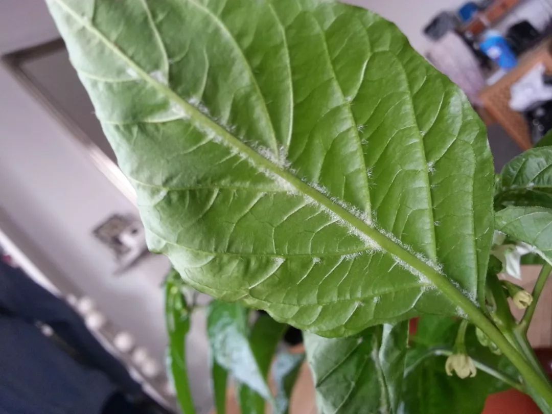 植物叶片上白色小虫,花卉叶片上有白色的虫子