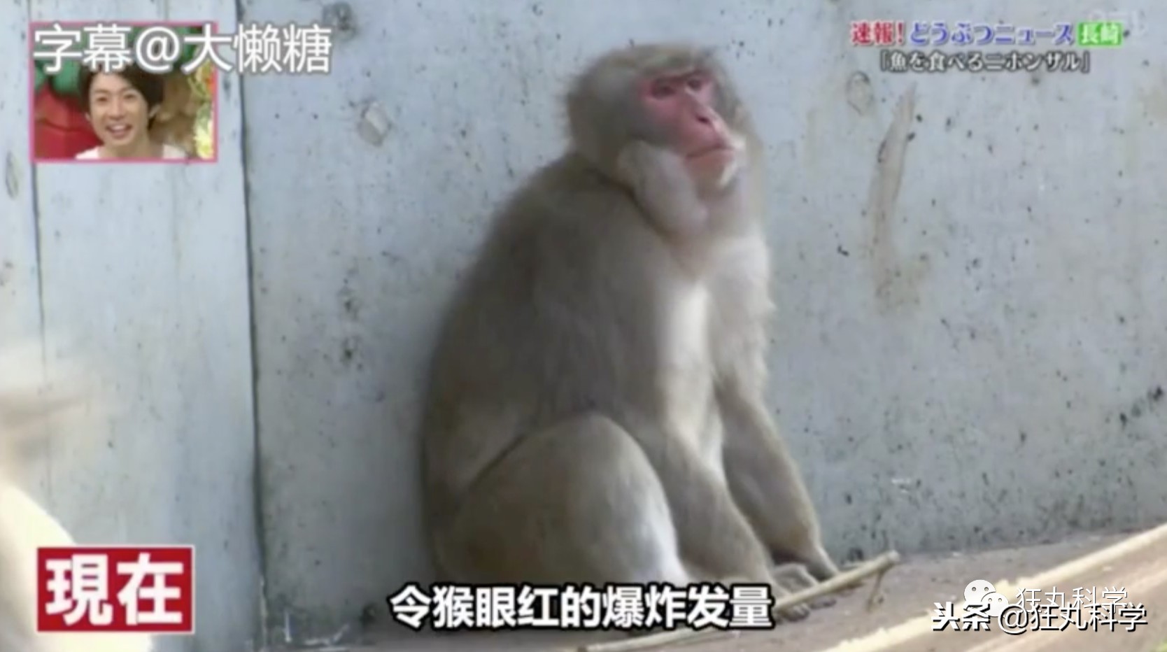 鏃ユ湰鐚村瓙鍚冮奔,绉冨ご鐚村瓙鍚冮奔