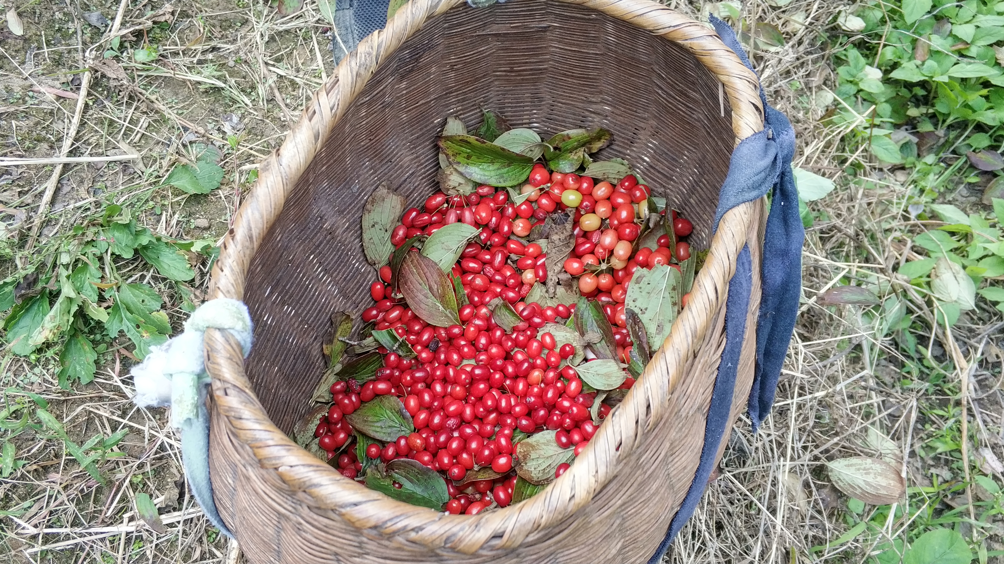给大家展示一下什么叫做“金山药岭名茶地，竹海栗园水电乡”