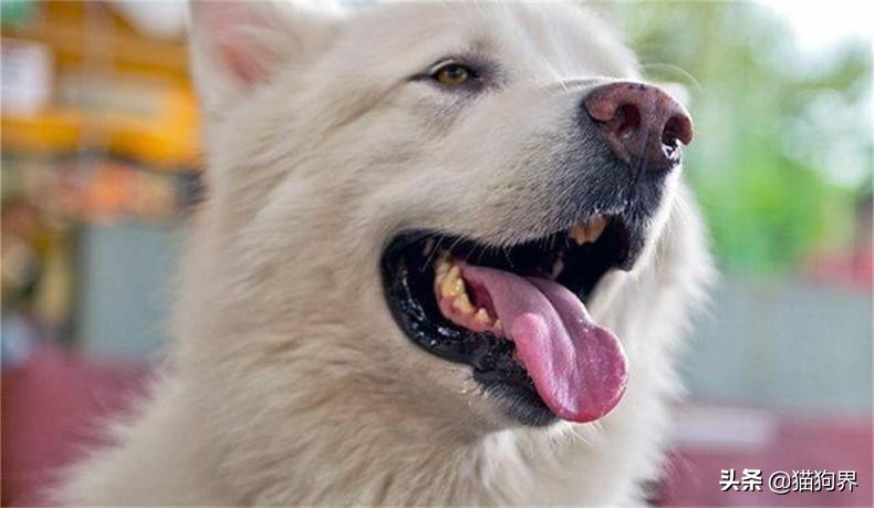 狗狗牙龈的正常颜色及图片,狗狗牙龈处为什么会发红