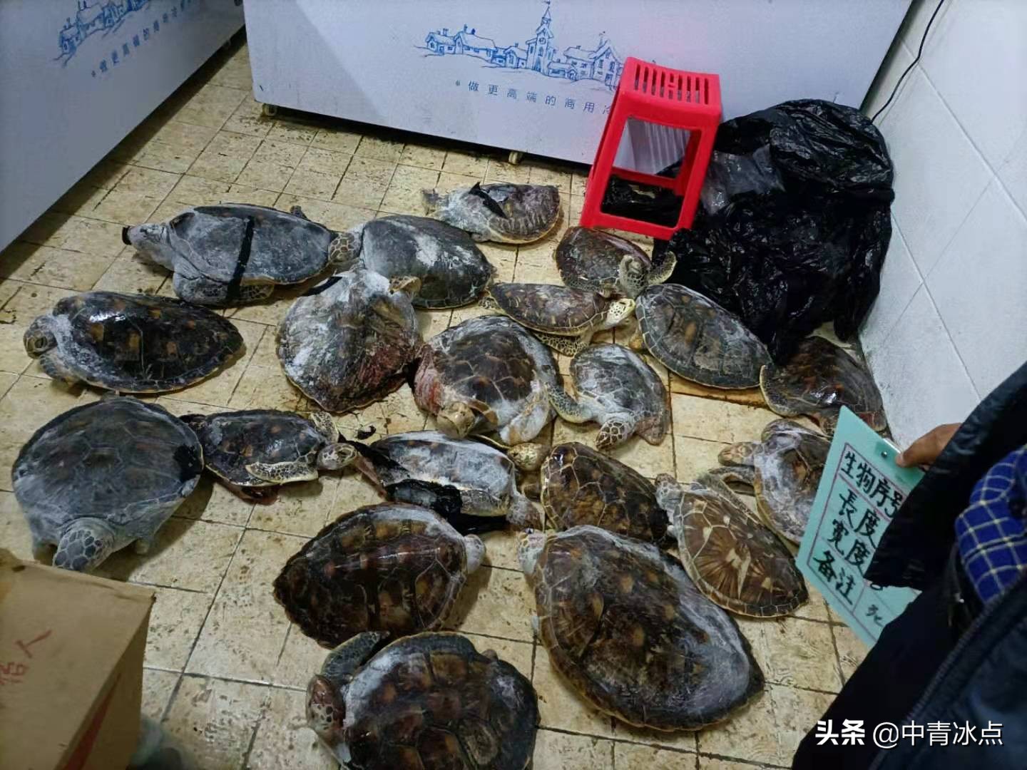徐州一“黑老大”的宠物牵出600只海龟大案，检察官逐只追回，全国30城市联动，送海龟回家