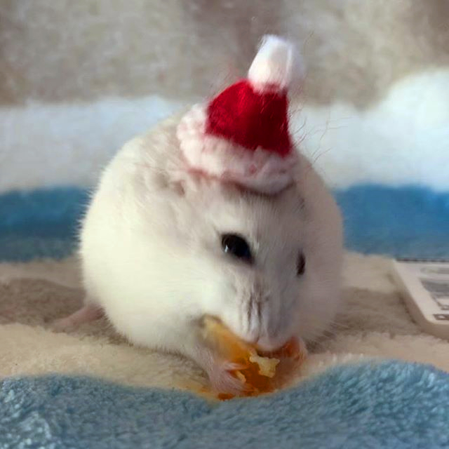 仓鼠吃饭都不忘减肥,为重获主人宠爱,鼠鼠心里苦但不说