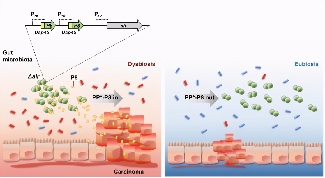 microbiomelabs益生菌胶囊,digestive益生菌