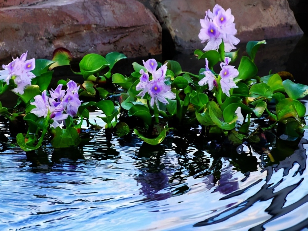 漂亮的水缸可以养什么植物,家里的大缸养鱼