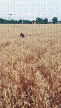 喜欢很久的小哥哥,喜欢了很久的小哥哥