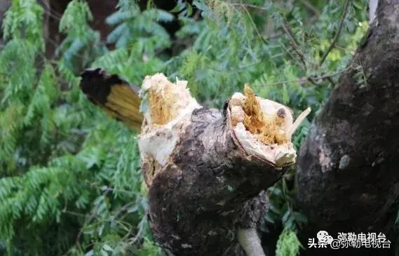 一棵被保护的百年古树,一棵百年的古树被雷击