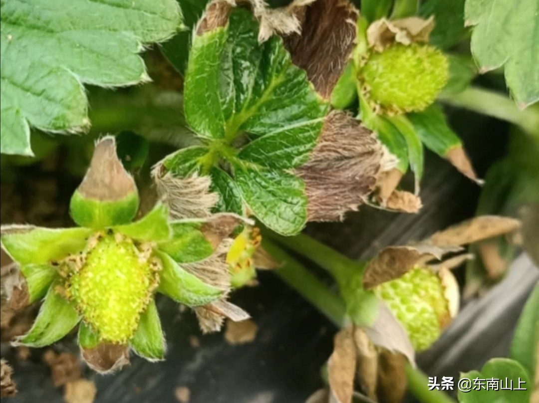 钙元素的性质,钙元素和微量元素分别是什么