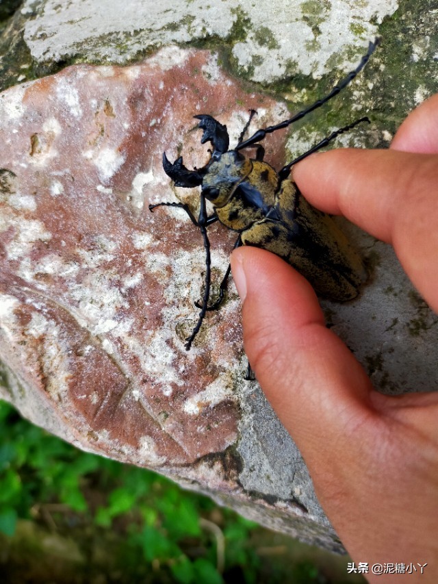 农村常见六种虫子,农村最常见的五种危险虫子