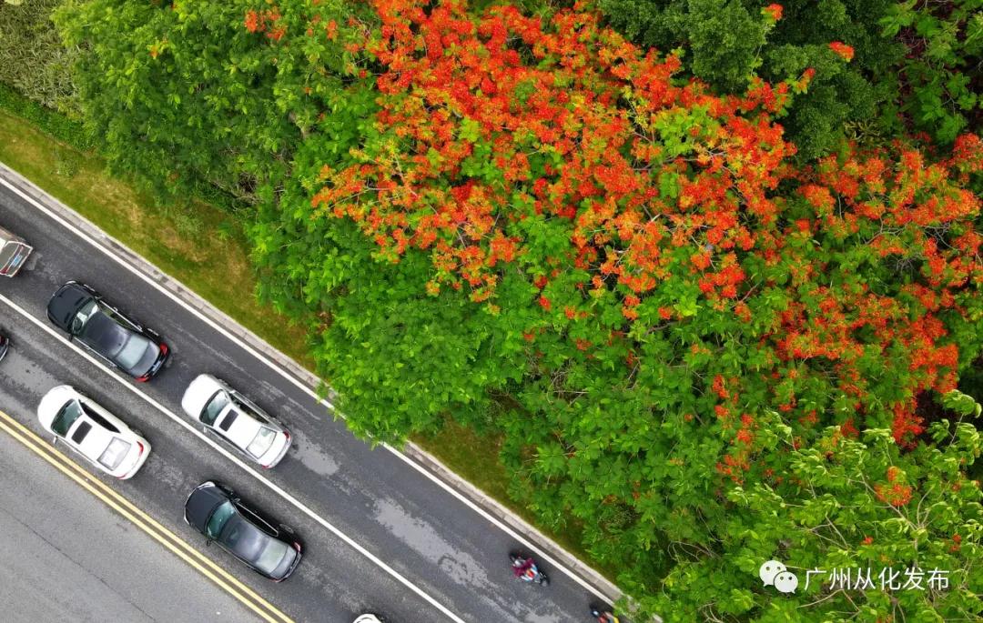 凤凰花从化,从化江浦凤凰花