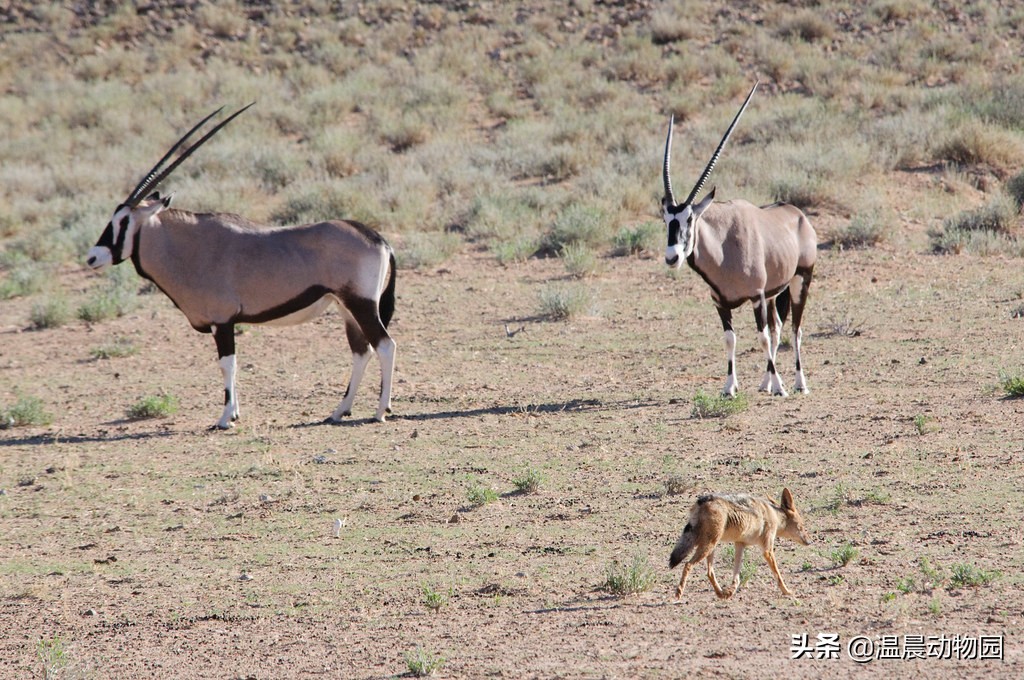 没事喜欢蹭吃蹭喝的黑背胡狼，凭借这三个原因成为非洲知名路人王